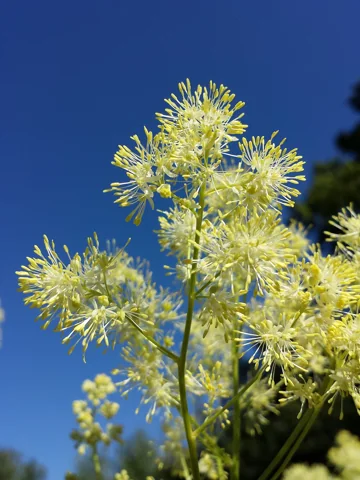 Pale yellow flower clusters of Thalictrum lucidum.
