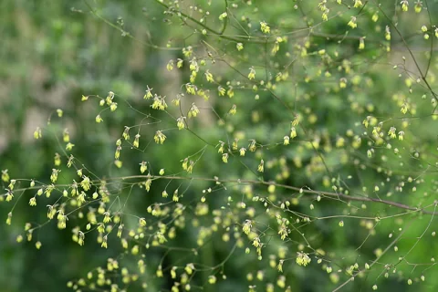 Airy sprays of small flowers of Thalictrum minus.