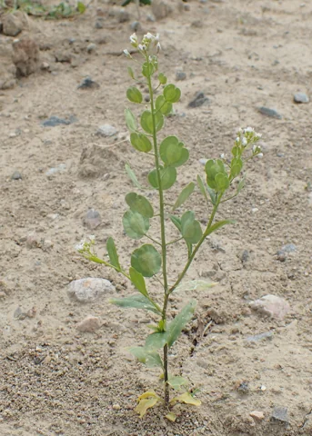 Upright plant of Thlaspi arvense with developing seed pods.