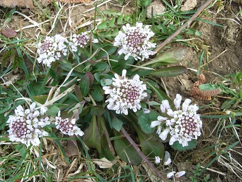 Flower clusters above the leaf rosettes of Thlaspi caerulescens.