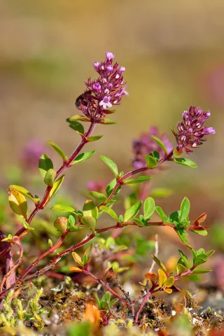 Flowering shoots and small leaves of Thymus pulegioides.
