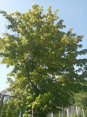 Leafy tree of Tilia europaea.