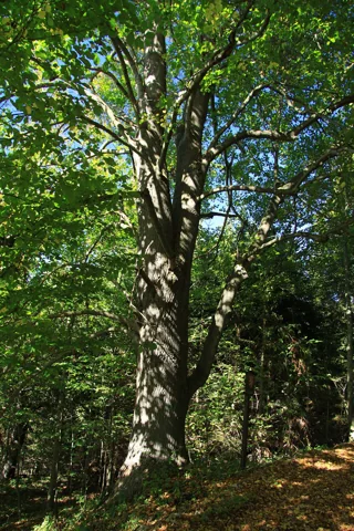 A Tilia platyphyllos tree.