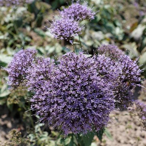 Purple flower clusters of Trachelium caeruleum.