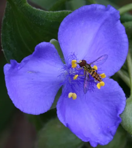 Purple flower of Tradescantia virginiana, with a visiting hoverfly.