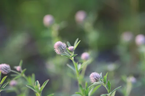 Soft flower heads and leafy stems of Trifolium arvense.