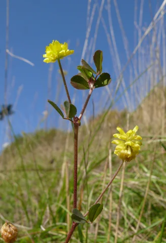 Yellow flower heads and trifoliate leaves of Trifolium campestre.
