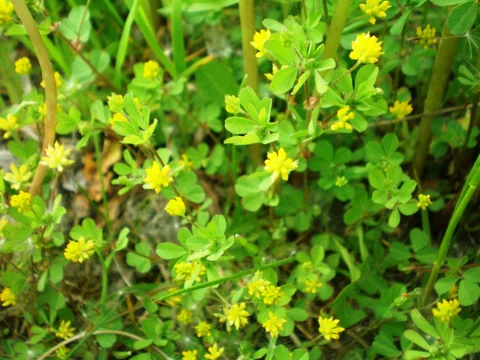 Small yellow flower heads and foliage of Trifolium dubium.
