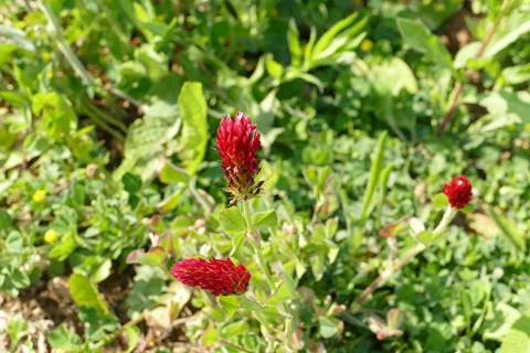 Trifolium incarnatum in flower.