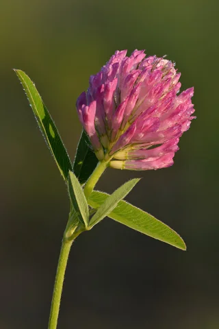 Red flower head and narrow leaflets of Trifolium medium.