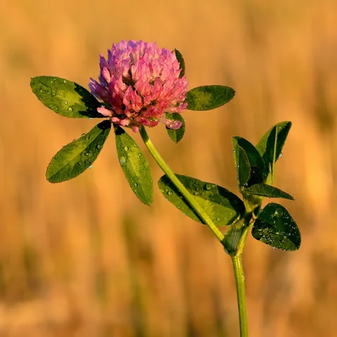 Trifolium pratense in flower.