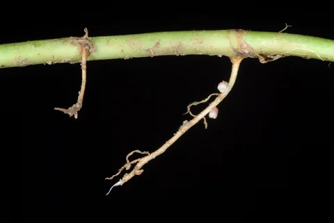 A creeping stem of Trifolium repens with roots at its nodes.