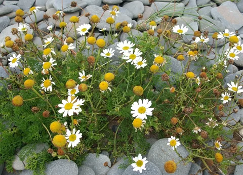 White flower heads and finely divided foliage of Tripleurospermum maritimum among pebbles.