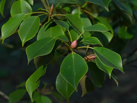 Glossy leaves of Trochodendron aralioides.