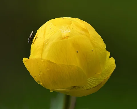 Rounded yellow flower of Trollius europaeus.