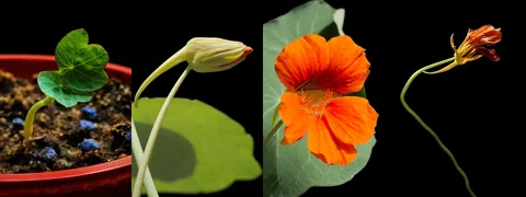 A photographic sequence showing a Tropaeolum majus seedling, flower bud, open flower and fading flower.