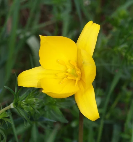An open yellow flower of Tulipa sylvestris growing outdoors.