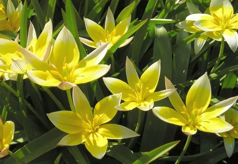 Yellow and white flowers above the narrow leaves of Tulipa tarda.