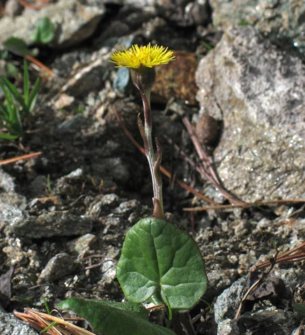 A flower and emerging leaf of Tussilago farfara.