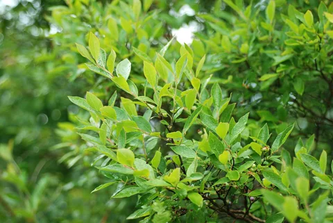 Vaccinium corymbosum branches carrying many oval green leaves.