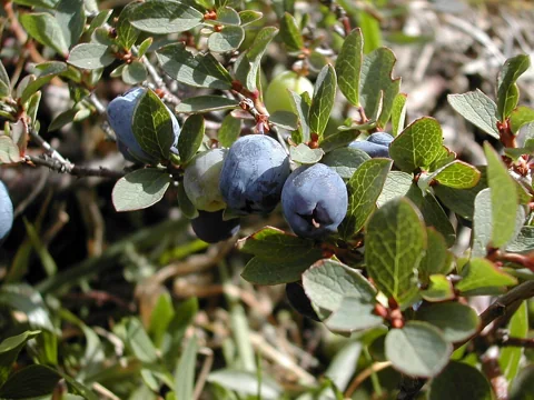 Blue fruits and leafy shoots of Vaccinium uliginosum.