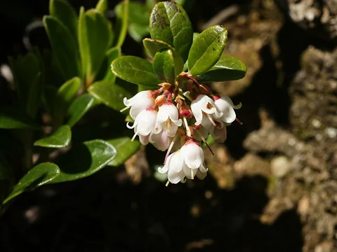 White-pink flowers and evergreen leaves of Vaccinium vitis-idaea.