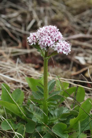 Pale pink flowers and leafy stem of Valeriana dioica.