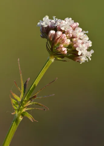 Valeriana officinalis in flower.