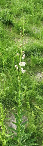 Tall flowering stem of Verbascum blattaria in grassland.