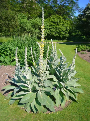 Tall flower spikes and large grey-green leaves of Verbascum densiflorum.