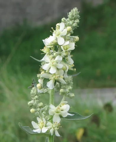 White flower spike of Verbascum lychnitis.