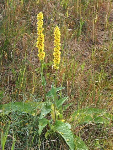 Yellow flower spikes above the broad basal leaves of Verbascum nigrum.