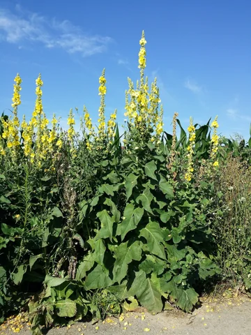 Tall flowering plants of Verbascum phlomoides.