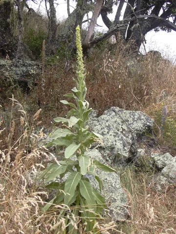 Whole upright plant of Verbascum thapsus.