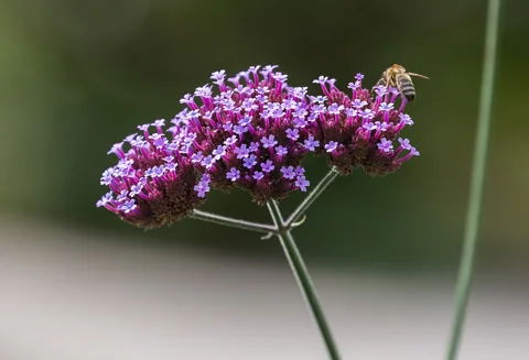 Purple flower cluster of Verbena bonariensis with a visiting bee.