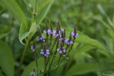 Purple flower spikes and leafy stems of Verbena hastata.
