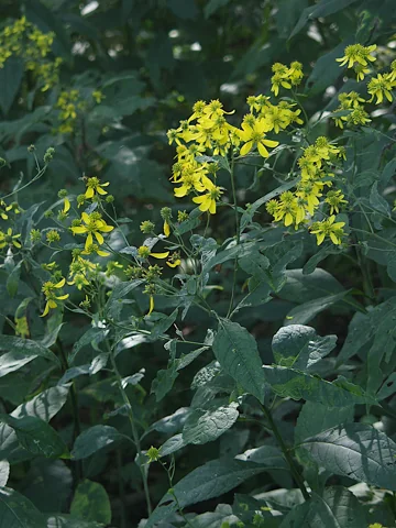 Tall leafy flowering stems of Verbesina alternifolia.