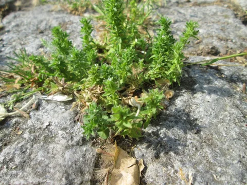 Small plant of Veronica arvensis growing between paving stones.