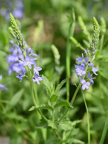 Blue flowers and leafy stems of Veronica austriaca ssp. teucrium.