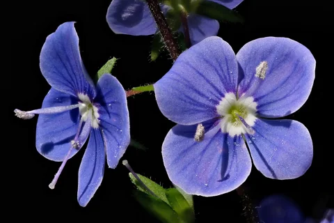 Blue flowers of Veronica chamaedrys.