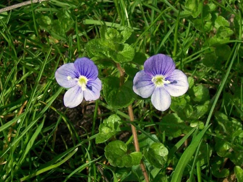 Pale blue flowers and round leaves of Veronica filiformis in grass.