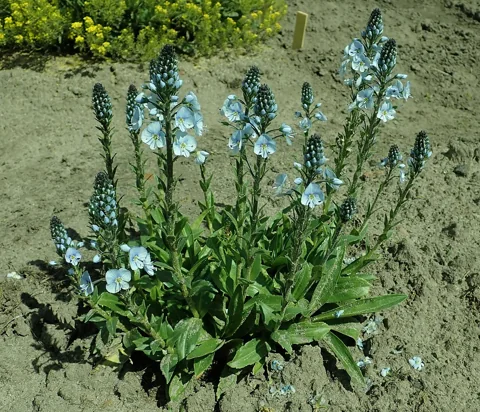 Upright flower spikes above the basal foliage of Veronica gentianoides.