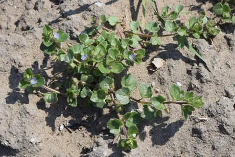Spreading leafy stems of Veronica hederifolia.