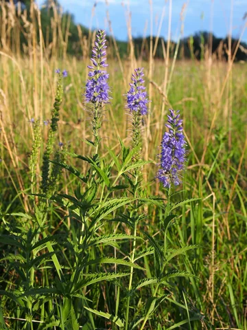 Tall flowering stems of Veronica longifolia in a meadow.
