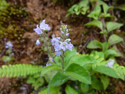Pale blue flowers and textured leaves of Veronica officinalis.