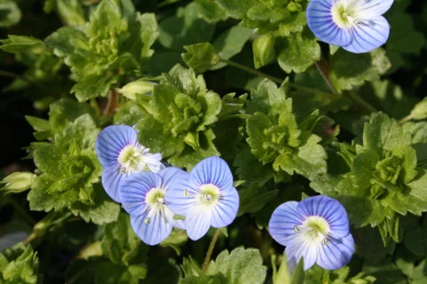 Blue flowers and leafy growth of Veronica persica.