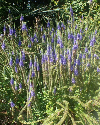 A flowering stand of Veronica spicata 'Glory'.