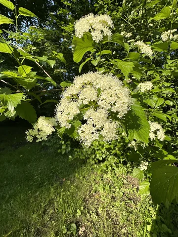 White flower clusters and foliage of Viburnum dentatum.