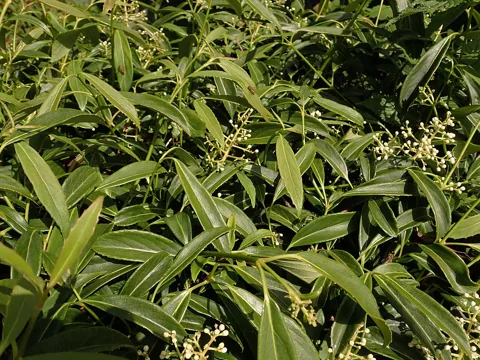 Narrow evergreen leaves and developing flowers of Viburnum henryi.