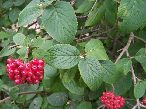 Red fruit clusters and textured leaves of Viburnum lantana.